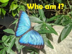 picture of a butterfly, with the question 'Who am I?'