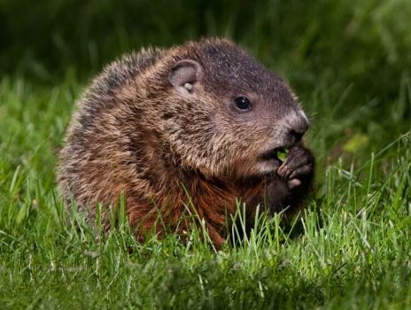 Groundhog Day with Prof. Michael Runtz - Department of Biology