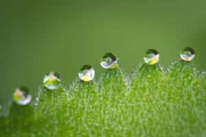 a micro shot of an edge of leaf with water droplets