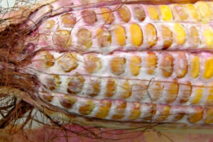 Mycotoxin Corn