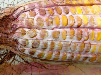Mycotoxin Corn