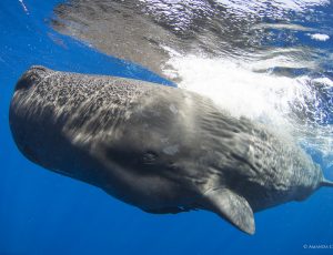 A close-up of a sperm whale underwater.