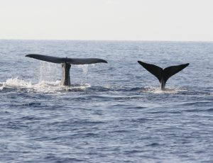 Two whale flukes (the lobes of the tail) rising out of the ocean.