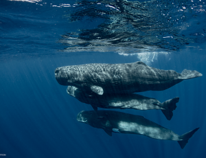 Three full-length sperm whales underwater.