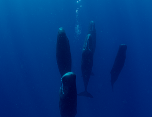 Five sperm whales sleeping vertically underwater.