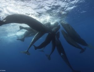 A group of 10-plus sperm whales directly under the surface of the ocean.
