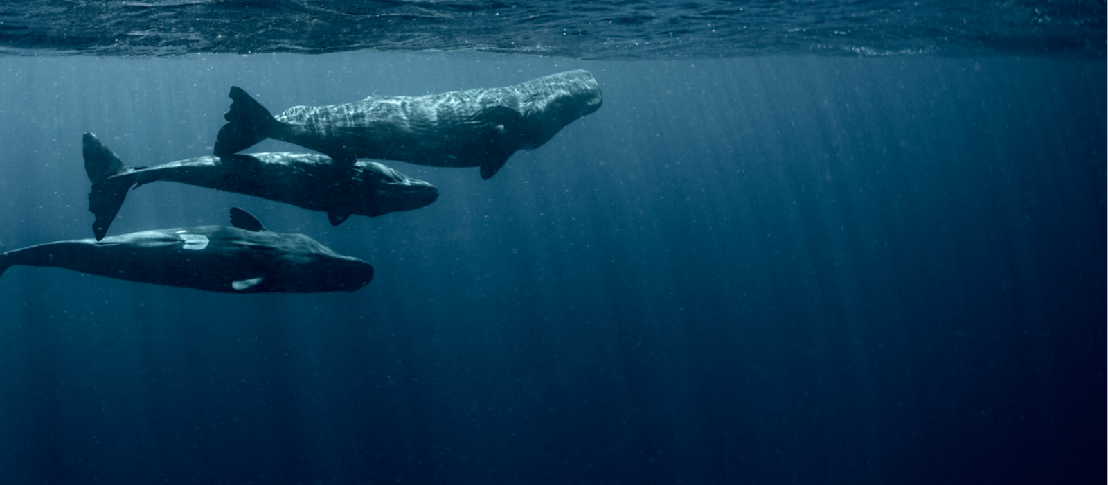 Banner image for Studying Sperm Whale Communication in the Caribbean