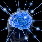 Brain illustration