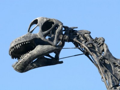 Dinosaur Skeleton