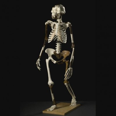 Image of Skeleton