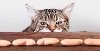Cat looking at sausages
