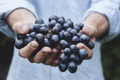 Outstretched hands cupping a large handful of rich blue grapes.
