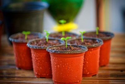 Sprouts grow out of small red pots.