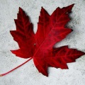 Red Maple Leaf