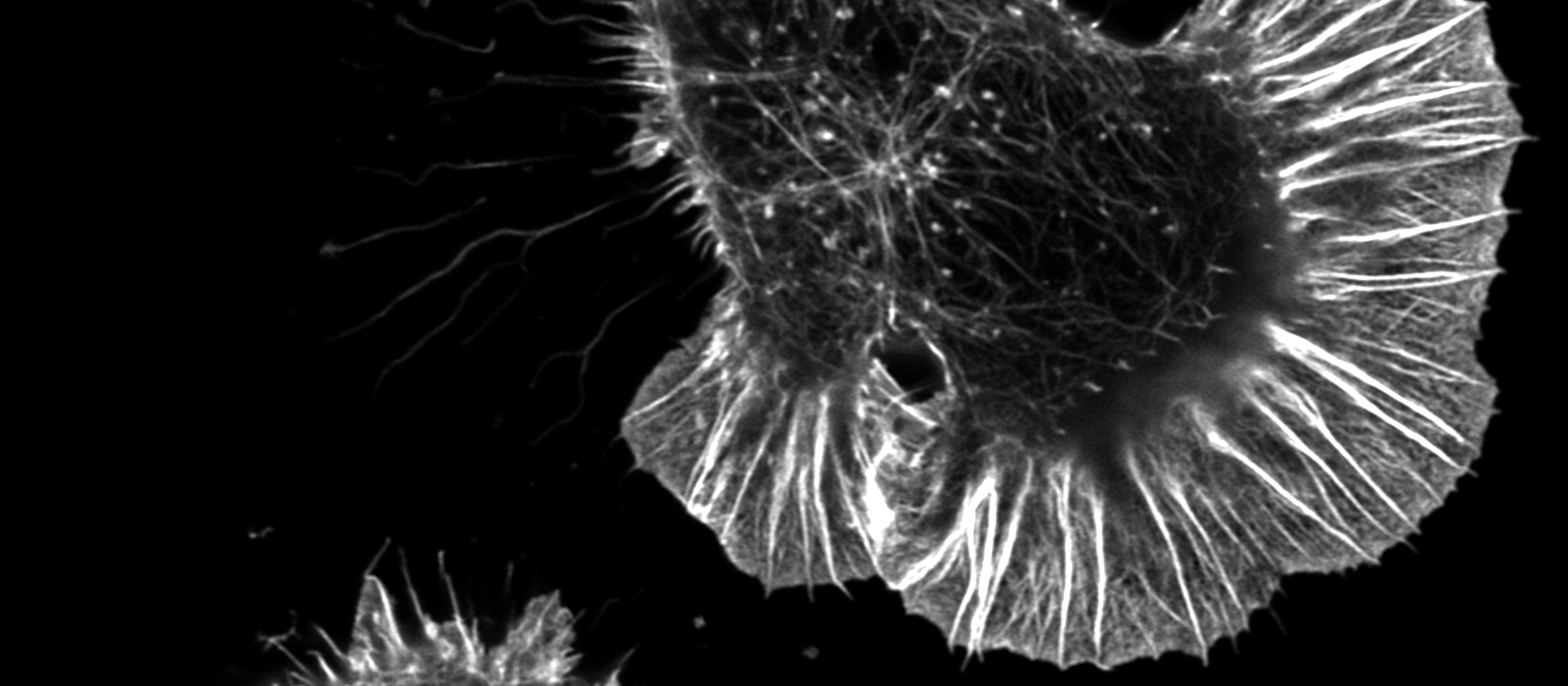 Banner image for Cell and Tissue Engineering Laboratory