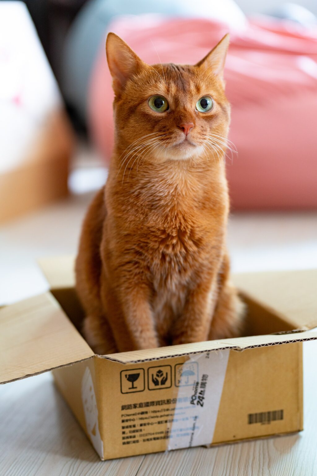 cat in a box