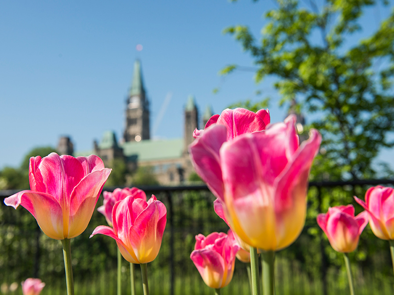 Several pink and yellow tulips, Parliament Hill visible in the background