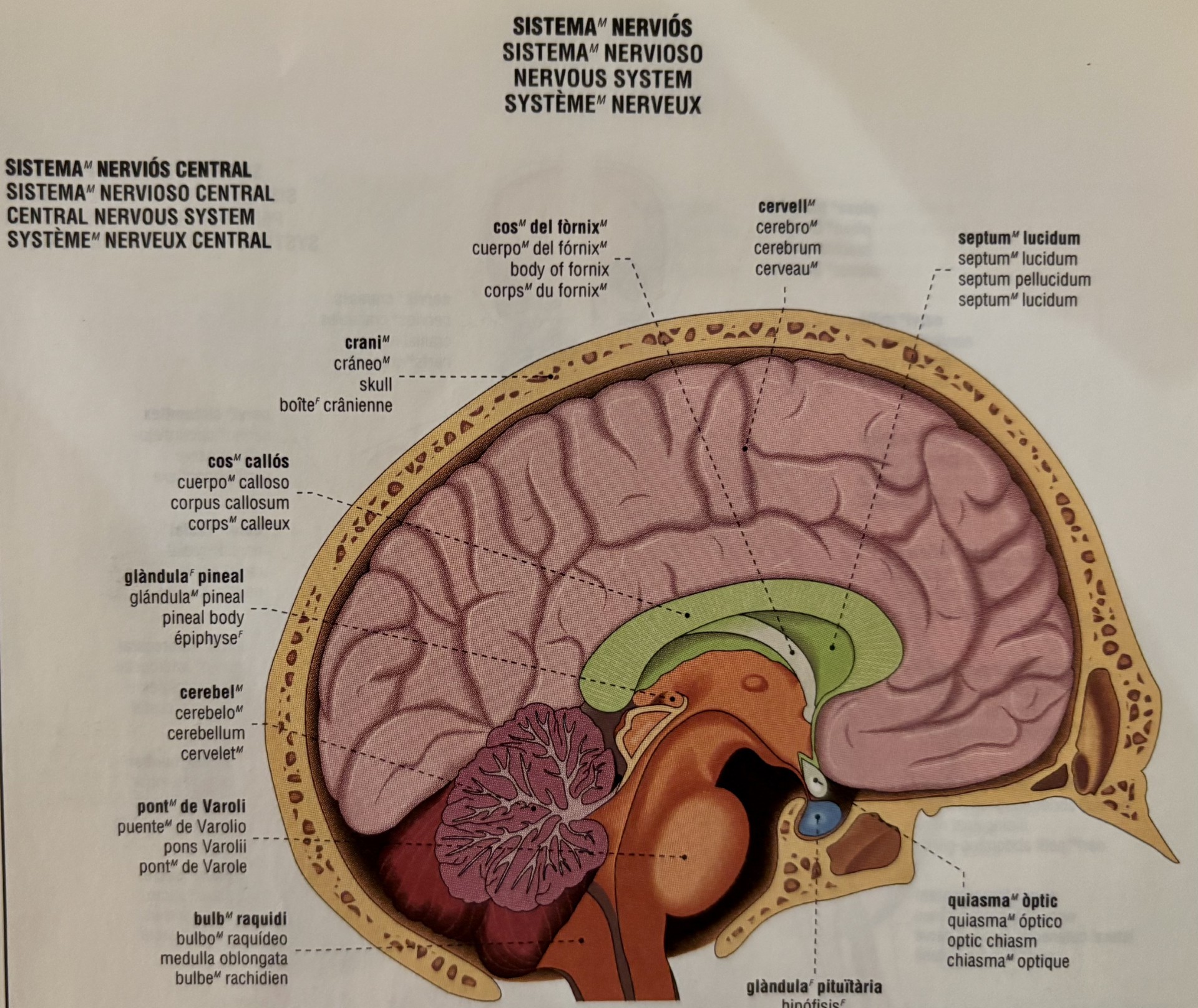 Diagram of the brain in cross section with different regions in different colours