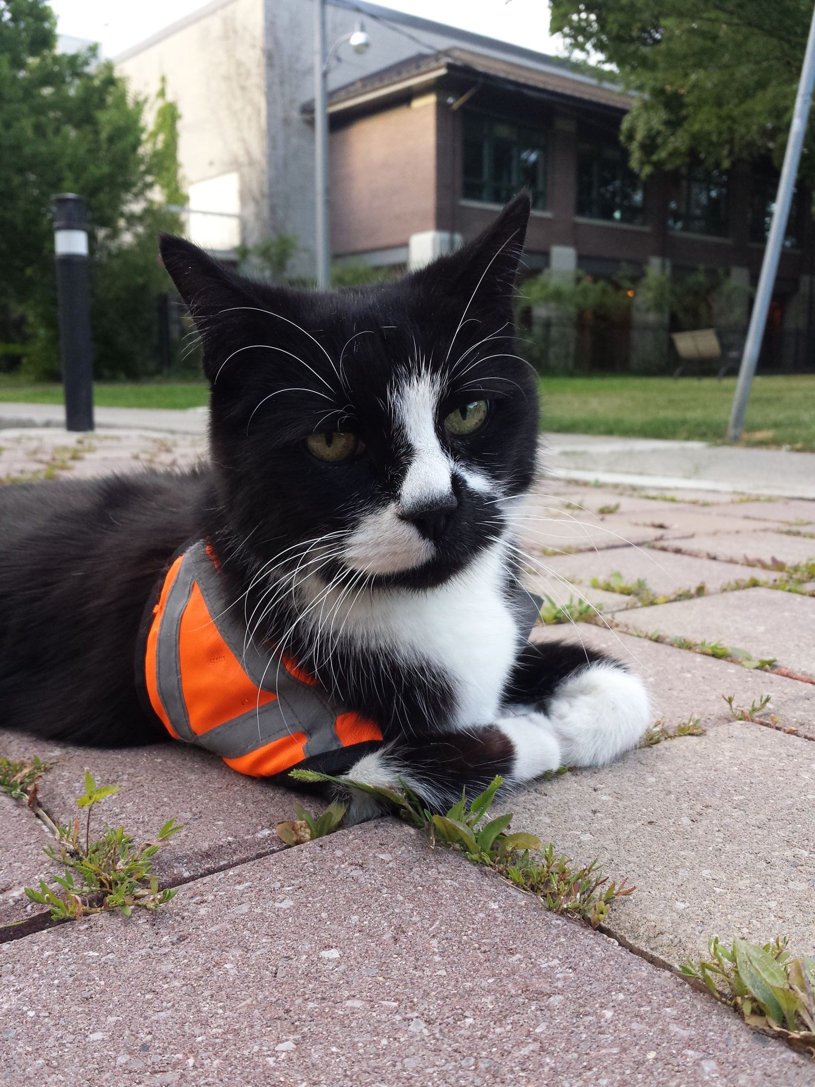 Safety Cat Meme Contest - Environmental Health and Safety