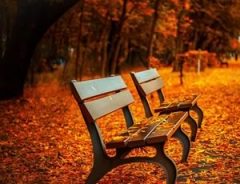 Benches in autumn leaves