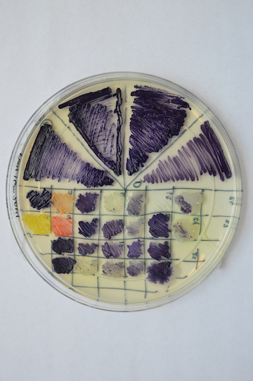 environmental isolates