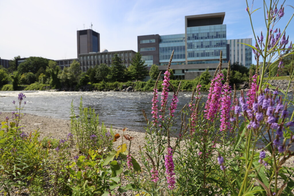 Rideau river, wildflowers with Carleton building in the background. 