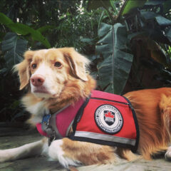 Therapy dog wearing Carleton harness.