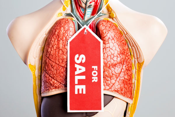Mannequin with organs for sale
