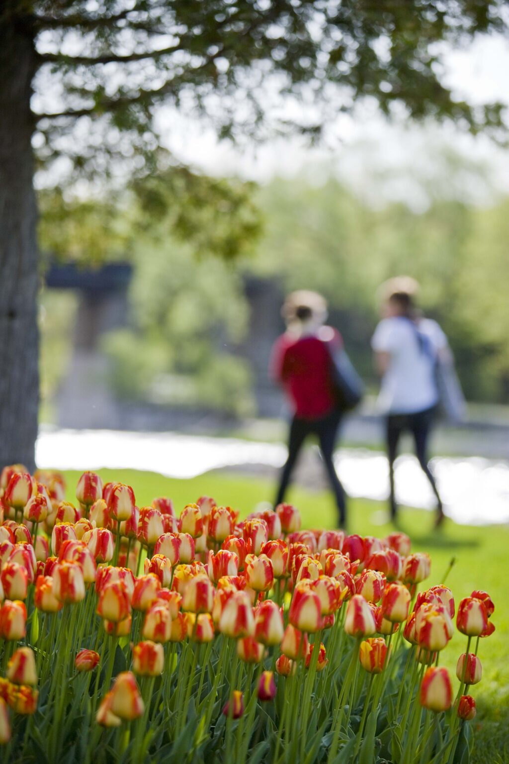 two students in the background on campus, tulips in the forefront of the image