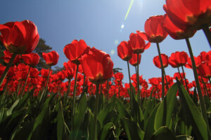 Red tulip flower bed