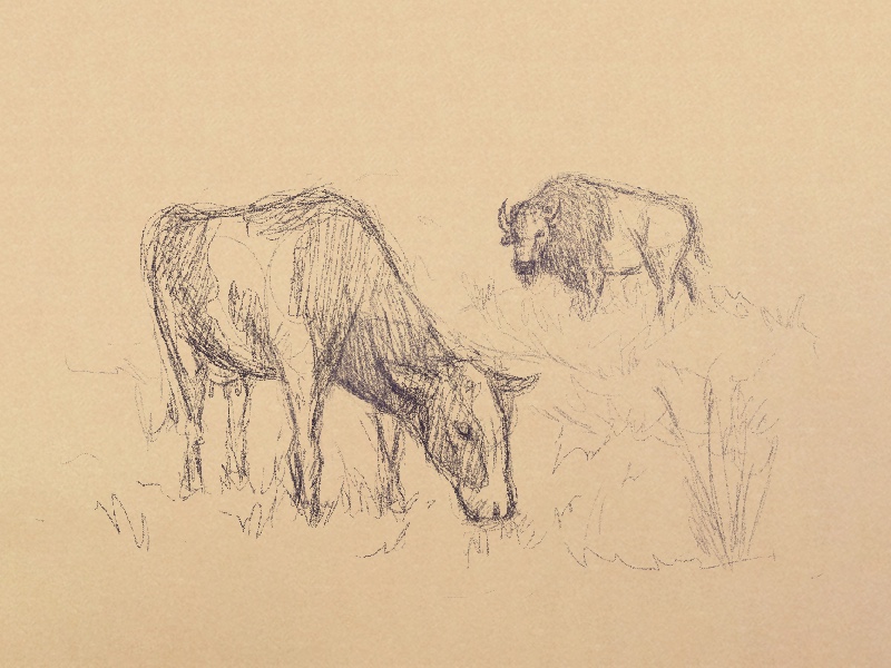 An illustration of a cow eating grass. A bison looks up in the background.