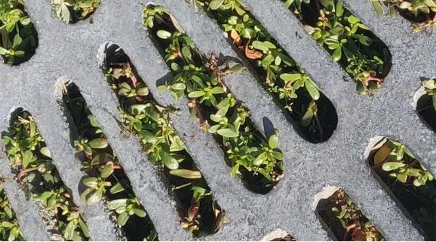 Purslane, a small leafy plant, pokes out from under a metal grate. 