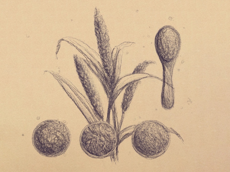 A sketched illustration of three sheaths of millet, as well as three bowls and a spoon full of cooked millet. Millet grains are scattered around them.