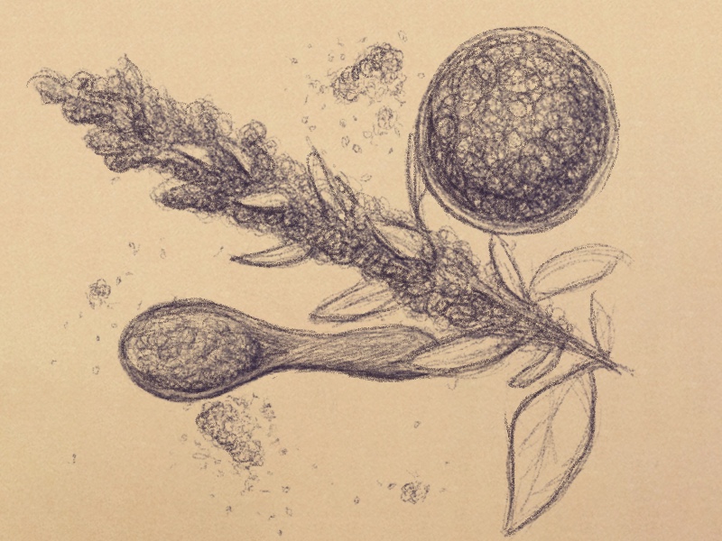 A sketched illustration of a quinoa flower lying next to a bowl and spoon full of cooked quinao. Loose quinoa grains are skattered among them.