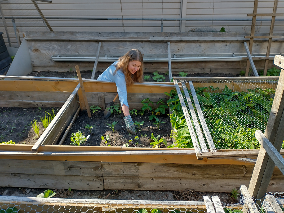 Irena leans into a garden box.