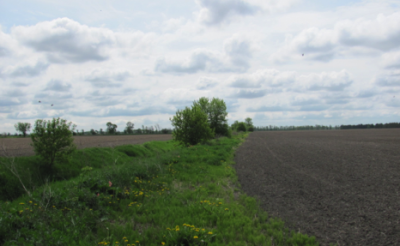 Retired farmland with renewed, ecological vegetation. 