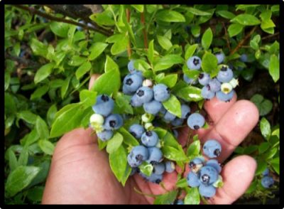 An up close picture of a a hand holding bunch of wild blueberries still attached to the branch.