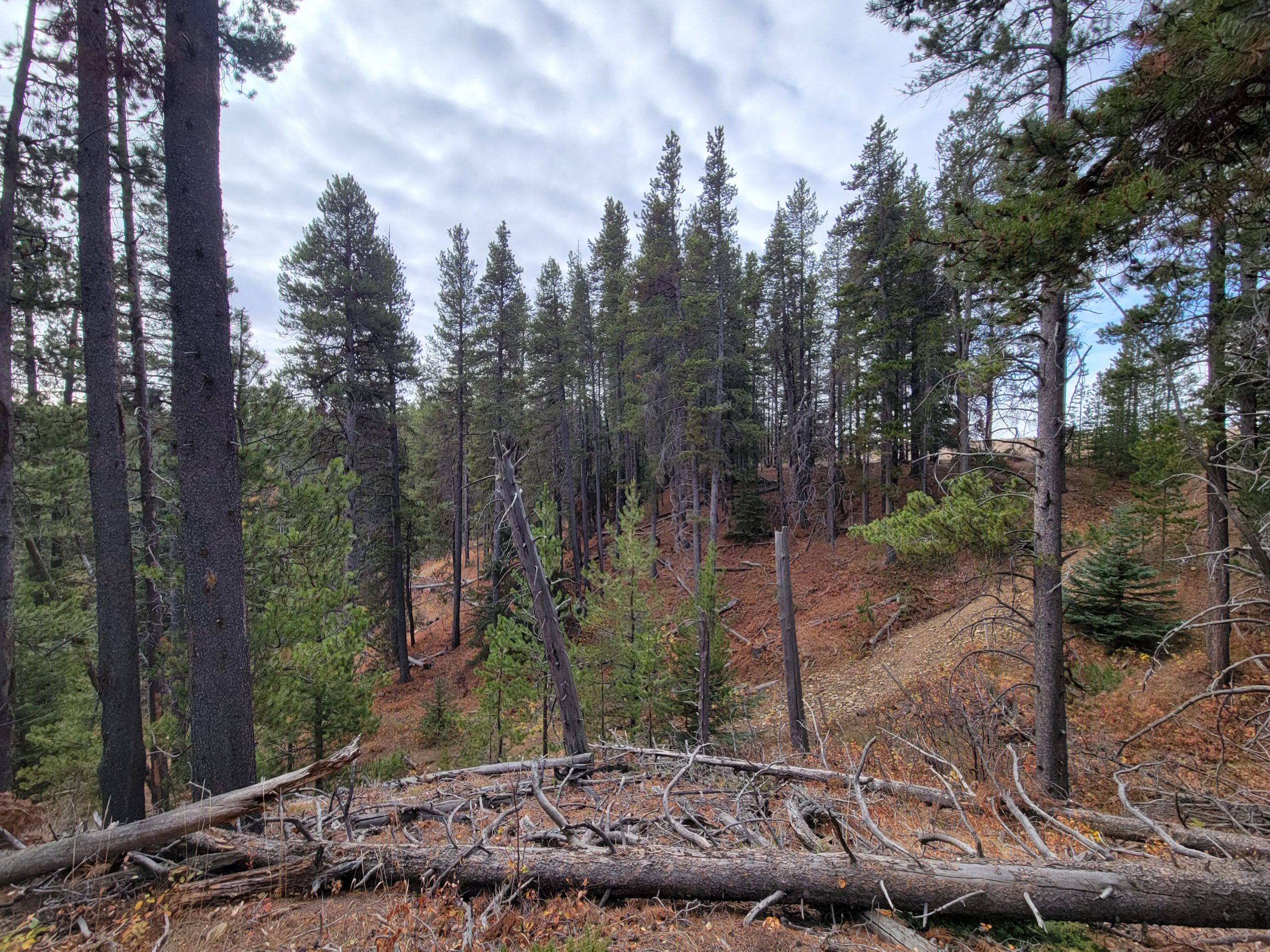Forest devasted by the Mountain Pine Beetle
