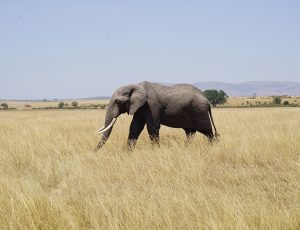 An elephant alone in the brush.