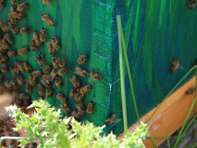 Photo for the news post: The Unexpected Benefits of Beekeeping