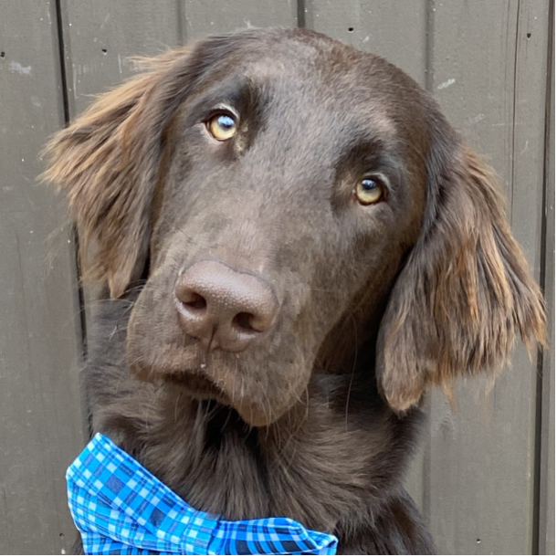 Headshot of Ace the Therapy Dog