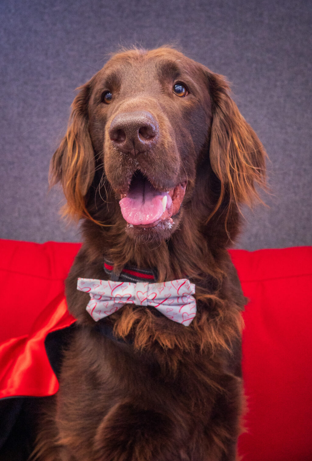 Therapy Dog, Ace, Professional Photo