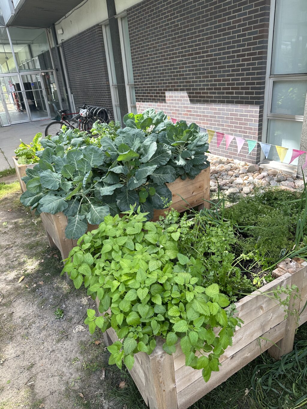 photos of the garden space