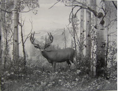 Mule Deer, 1930, Denver Museum, Shannon Lectures