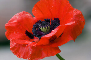 Poppy