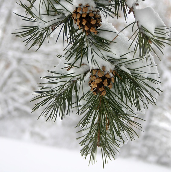 Picture of snow covered pine tree.