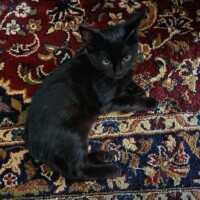 Cat on a patterned rug