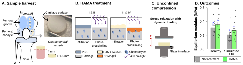 Research_Highlight_HAMA