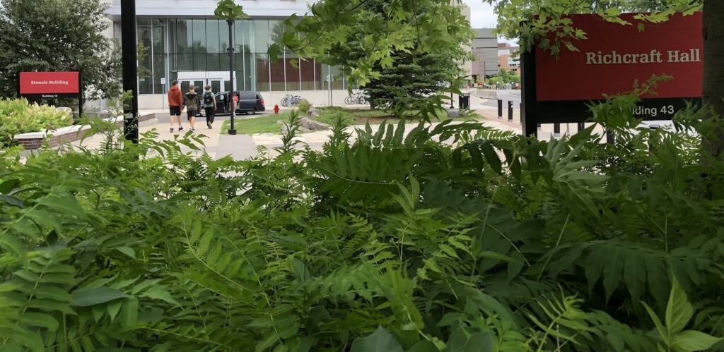 Thick ferns and bushes in the foreground frame the first few floors of a glass and steel building on the Carleton campus in the background. A red sign says 