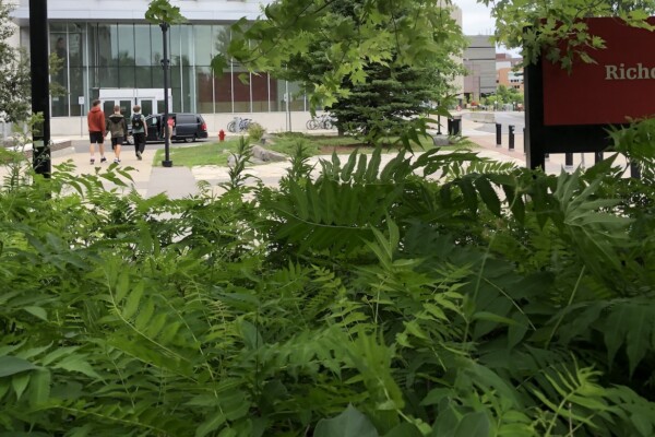 Thick ferns and bushes in the foreground frame the first few floors of a glass and steel building on the Carleton campus in the background. A red sign says 